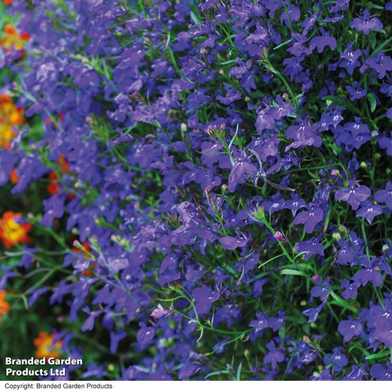 Lobelia 'Monsoon'