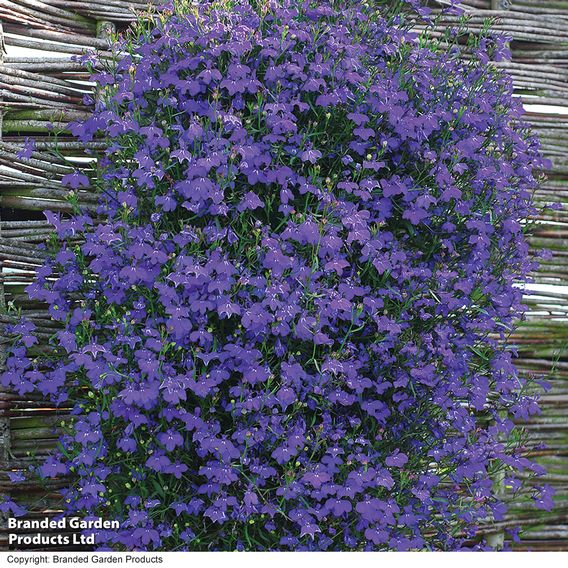Lobelia 'Monsoon'
