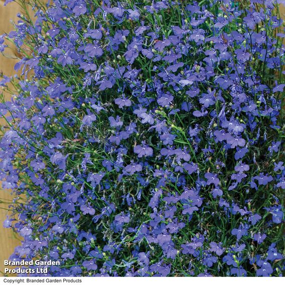 Lobelia 'Monsoon'