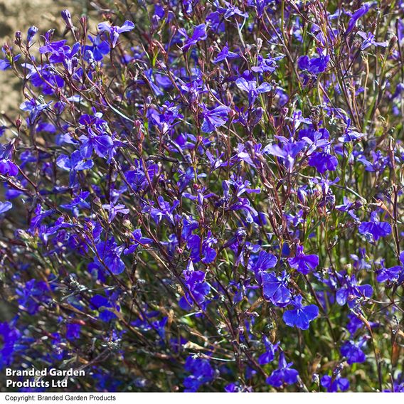 Lobelia 'Monsoon'