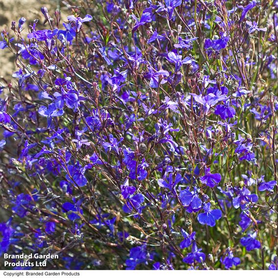 Lobelia 'Monsoon'