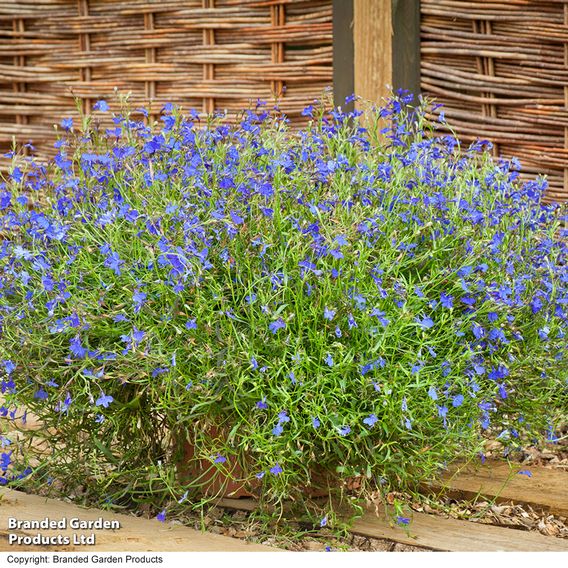 Lobelia 'Monsoon'
