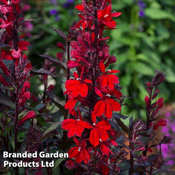 Lobelia cardinalis 'Queen Victoria'