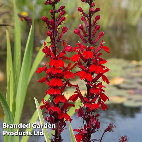 Lobelia cardinalis 'Queen Victoria'