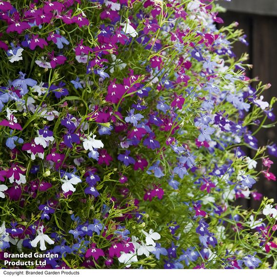 Summer Bedding Plant Collection