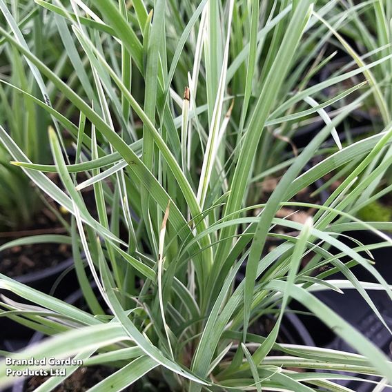 Lomandra 'Arctic Frost'