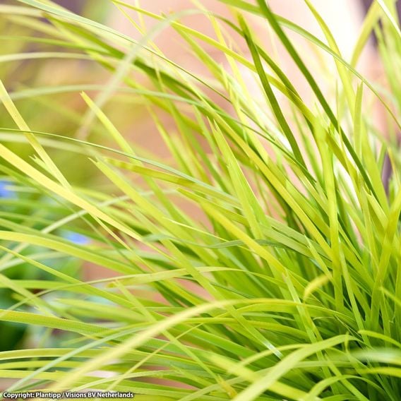 Lomandra longifolia 'Miners Gold'