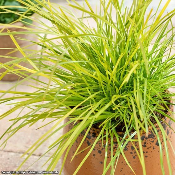 Lomandra longifolia 'Miners Gold'