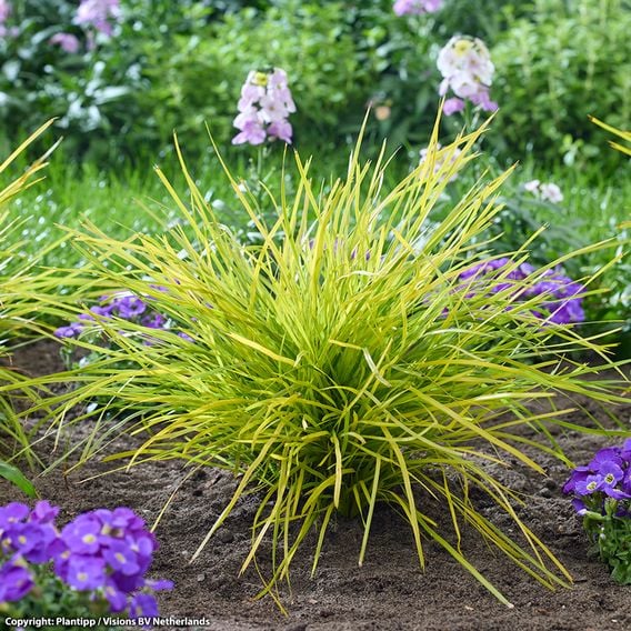 Lomandra longifolia 'Miners Gold'