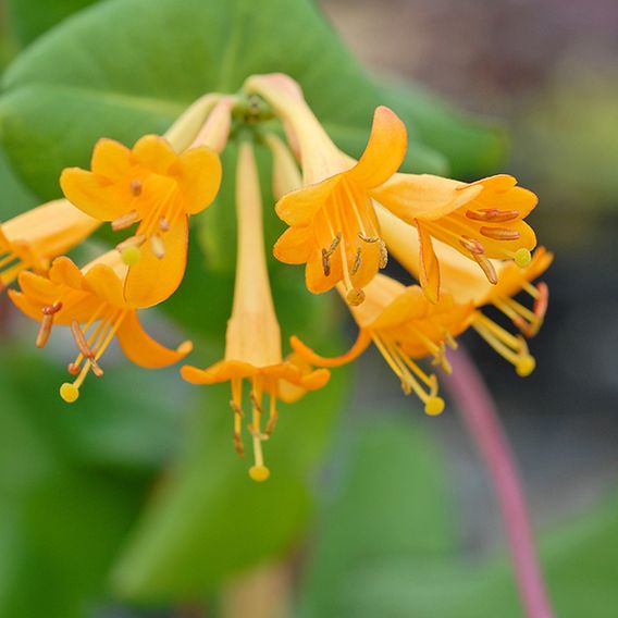 Honeysuckle 'Golden Trumpet'