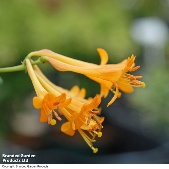 Honeysuckle 'Golden Trumpet'