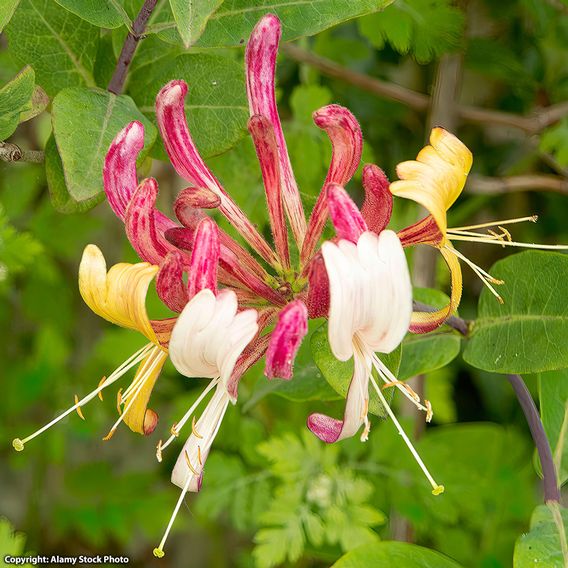 Lonicera henryi