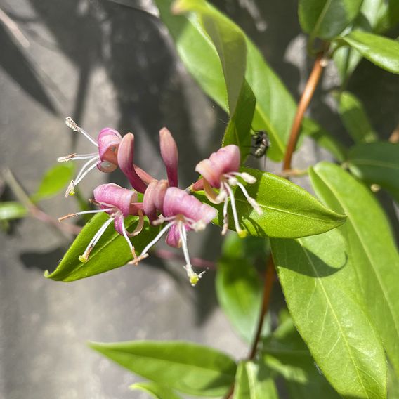 Lonicera henryi