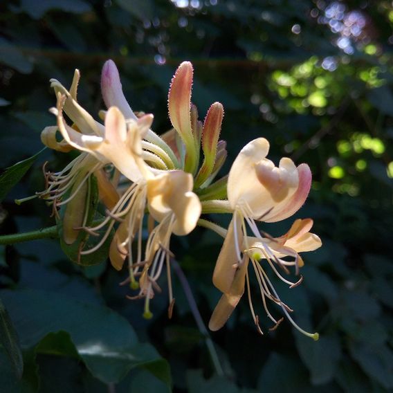 Lonicera henryi