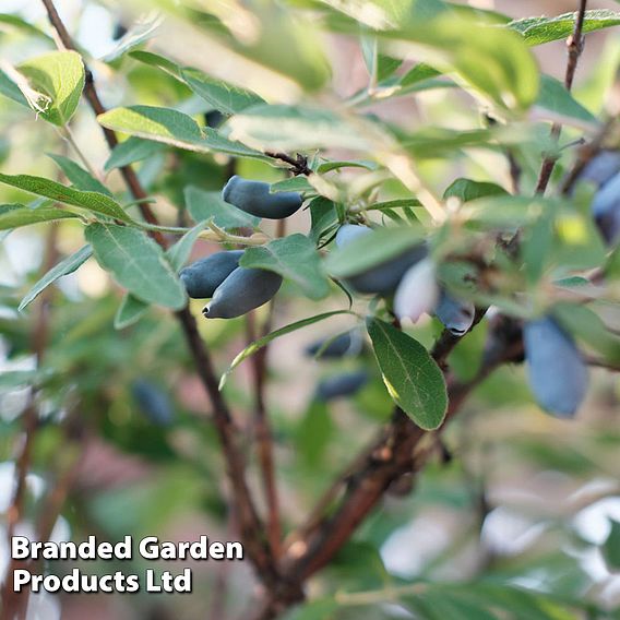 Lonicera caerulea var. kamtschatica