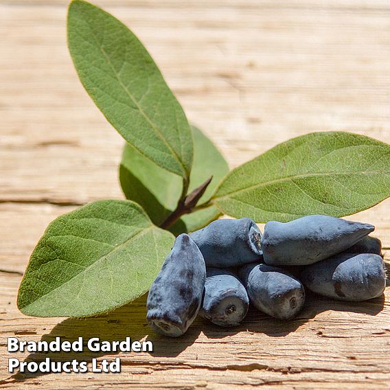 Lonicera caerulea var. kamtschatica