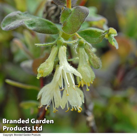 Lonicera caerulea var. kamtschatica