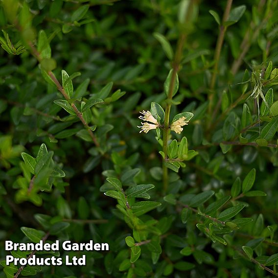 Lonicera nitida (Hedging)