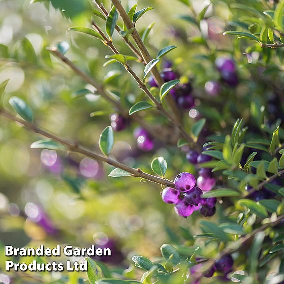 Lonicera nitida (Hedging)