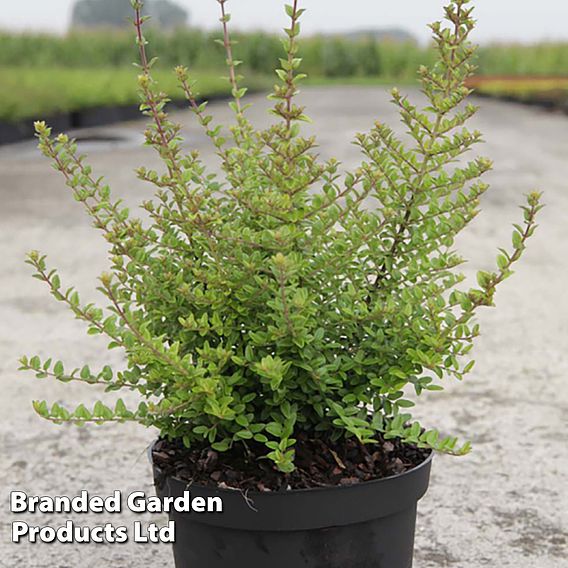 Lonicera nitida (Hedging)