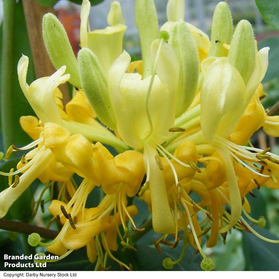 Honeysuckle 'Scentsation'