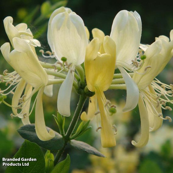 Honeysuckle 'Scentsation'