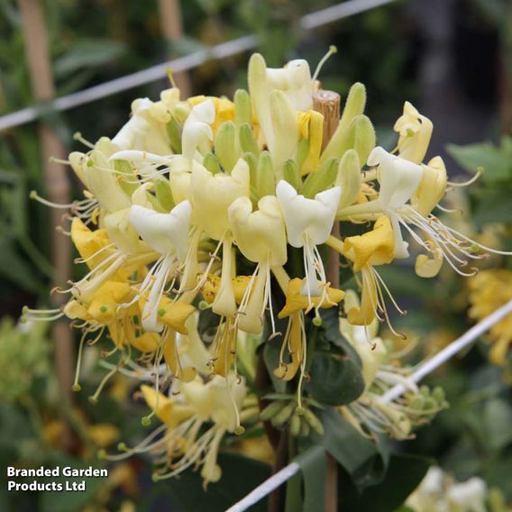 Honeysuckle 'Scentsation'