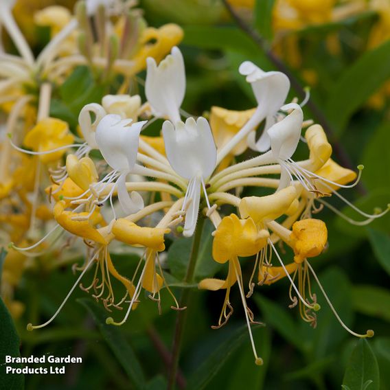 Honeysuckle 'Scentsation'