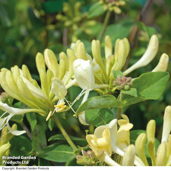 Honeysuckle 'Scentsation'