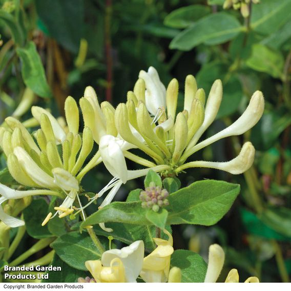 Honeysuckle 'Scentsation'