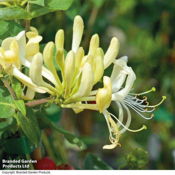 Honeysuckle 'Scentsation'