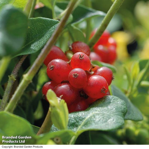 Honeysuckle 'Scentsation'