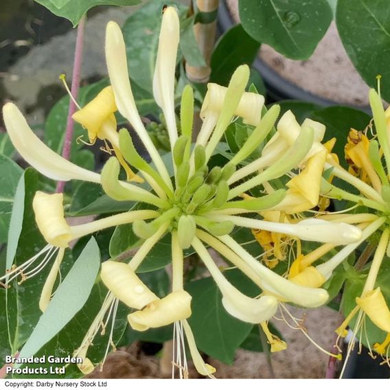 Honeysuckle 'Sweet Sue'