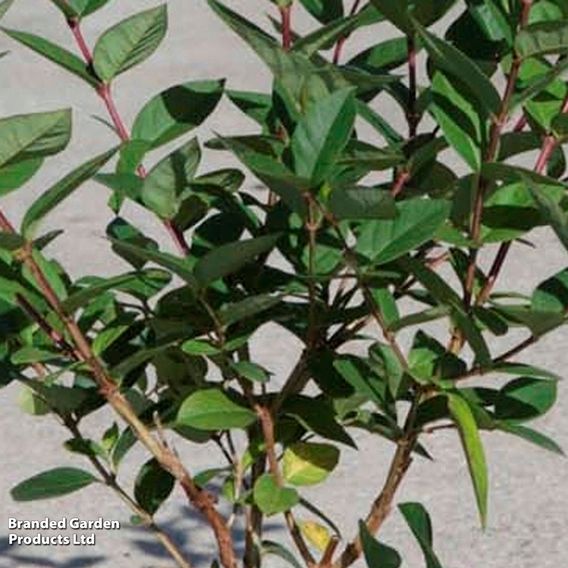Lonicera x purpusii 'Winter Beauty'