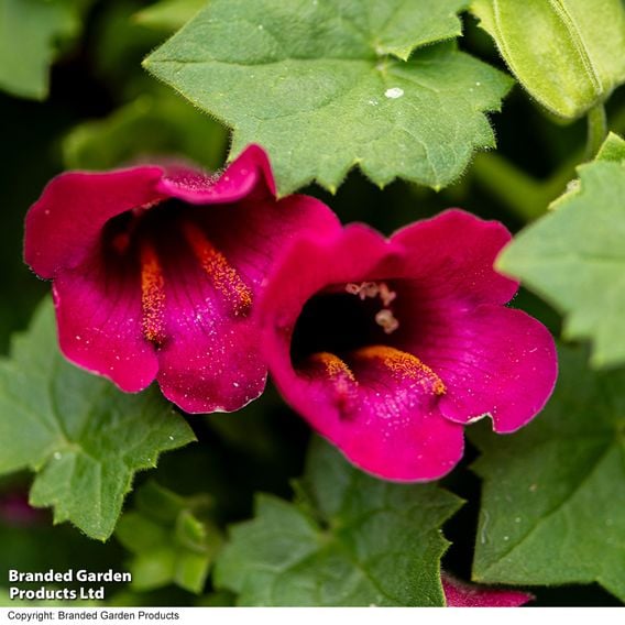 Lophospermum 'Lofos Compact Pink'