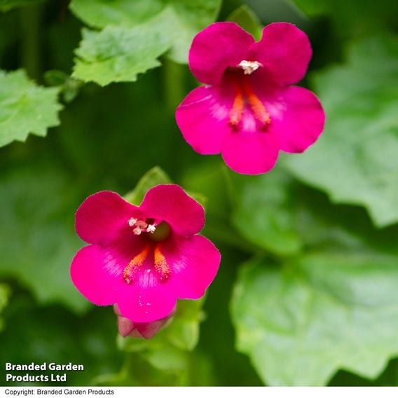 Lophospermum 'Lofos Compact Pink'