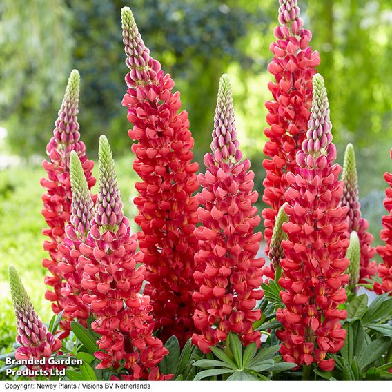 Lupin 'Beefeater'