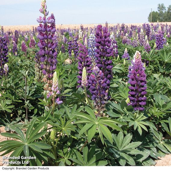 Chelsea Flower Show Plant Bundle
