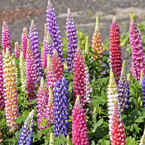 Lupin 'Gallery' (Gallery Series)