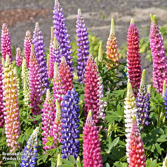 Lupin 'Gallery' (Gallery Series)