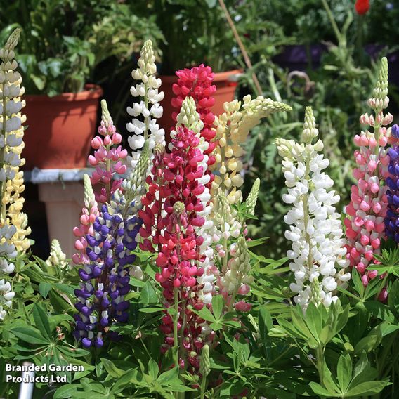 Lupin 'Gallery' (Gallery Series)