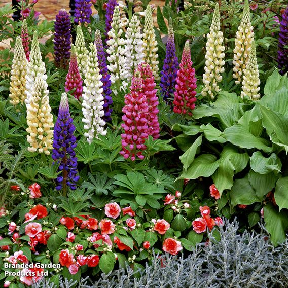 Lupin 'Gallery' (Gallery Series)