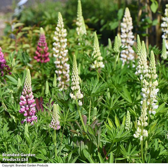 Lupin 'Gallery' (Gallery Series)