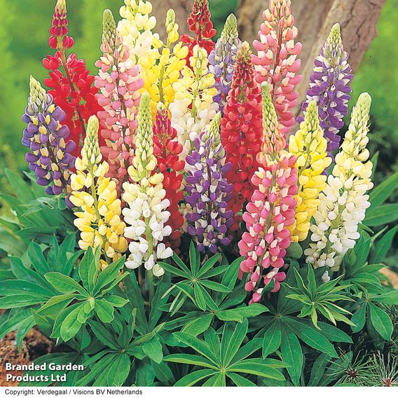 Lupin 'Gallery' (Gallery Series)