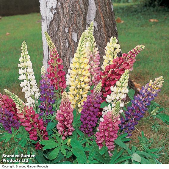 Lupin 'Gallery' (Gallery Series)