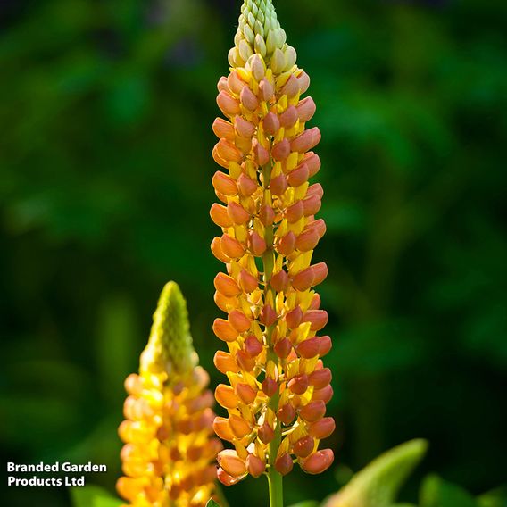 Lupin 'Gladiator'