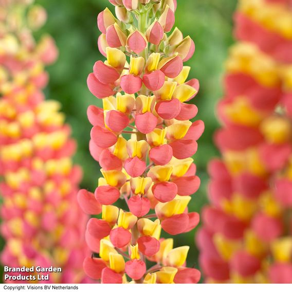 Lupin 'Gladiator'
