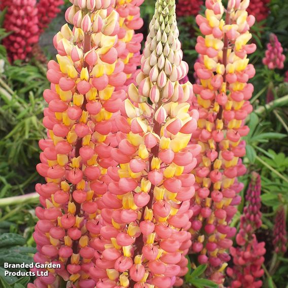 Lupin 'Gladiator'