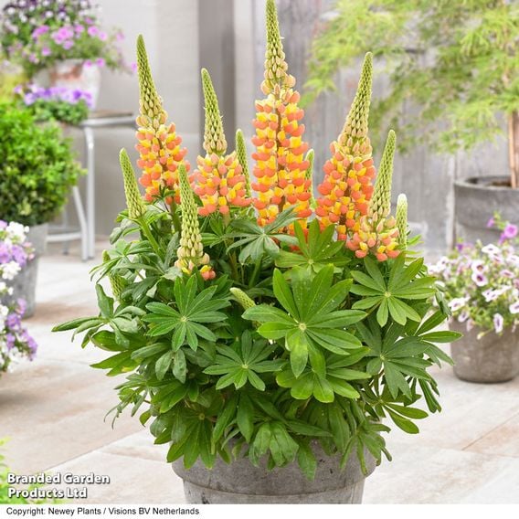 Lupin 'Gladiator'