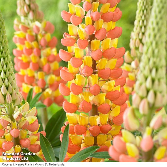 Lupin 'Gladiator'